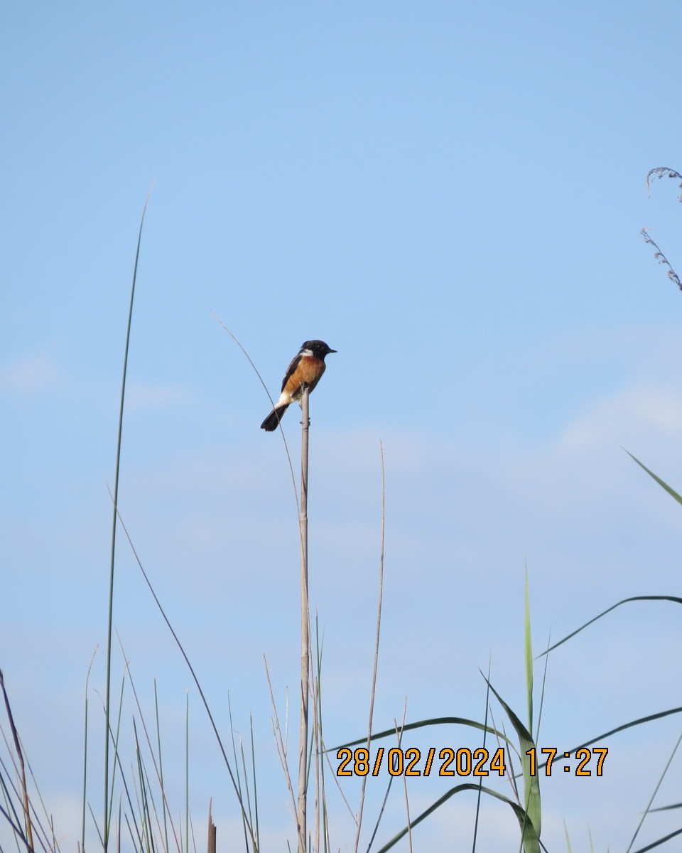 African Stonechat - ML616546770