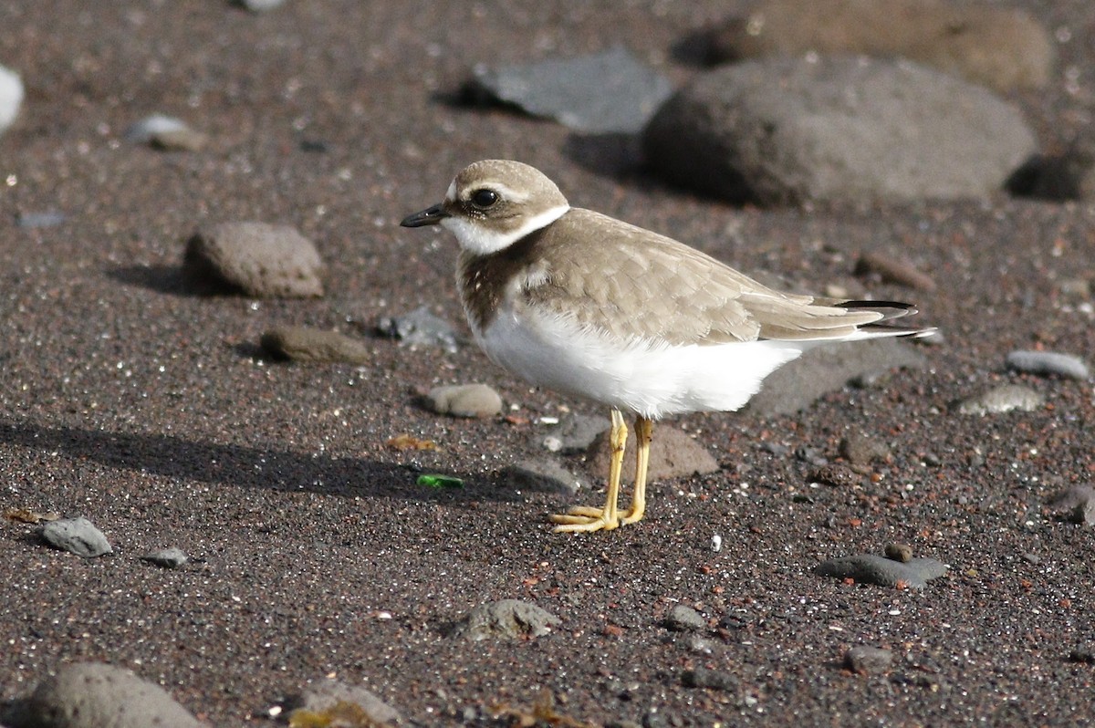 Common Ringed Plover - ML616546861