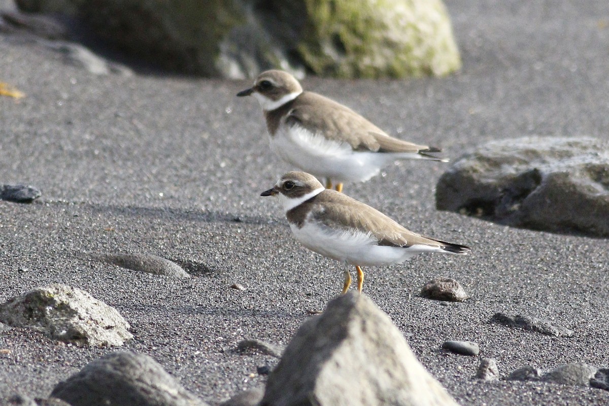 Semipalmated Plover - ML616546870