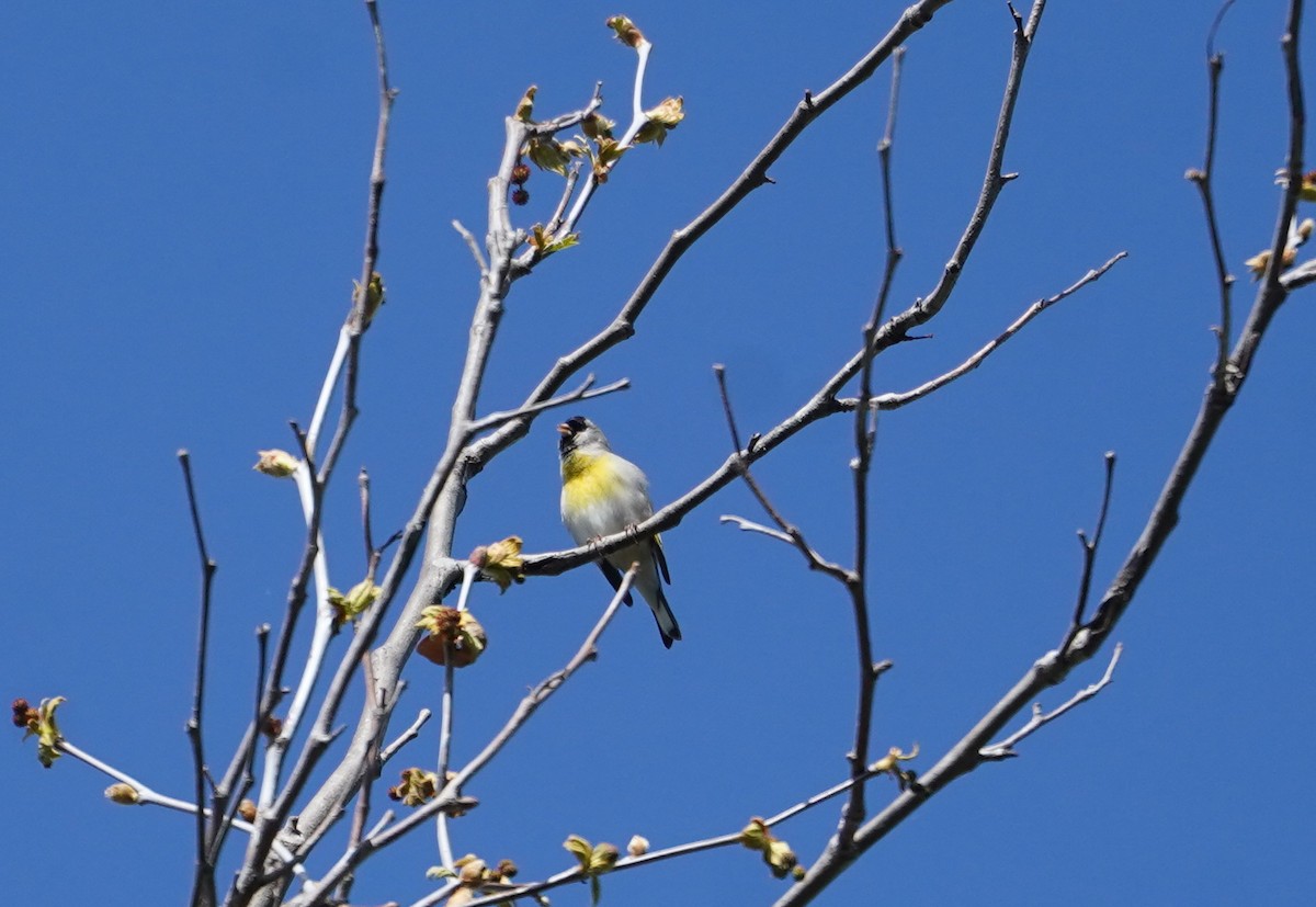 Lawrence's Goldfinch - ML616546888