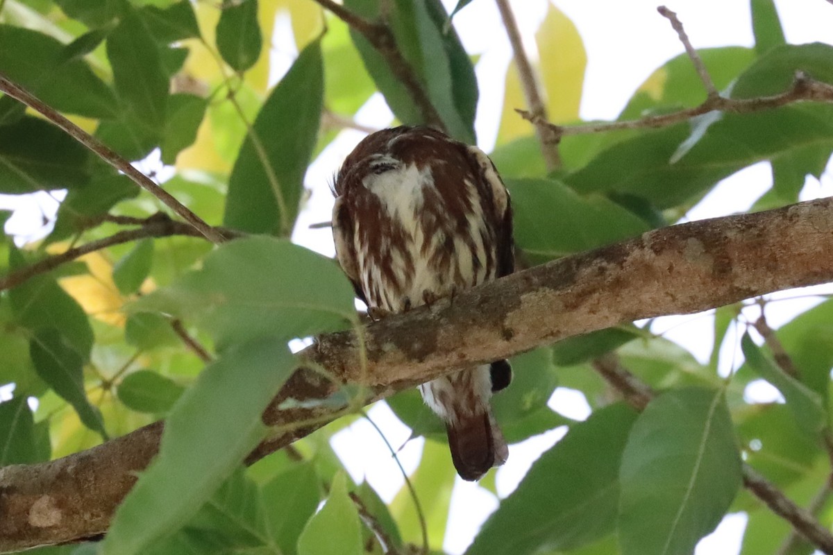 Ferruginous Pygmy-Owl - Subodh Ghonge