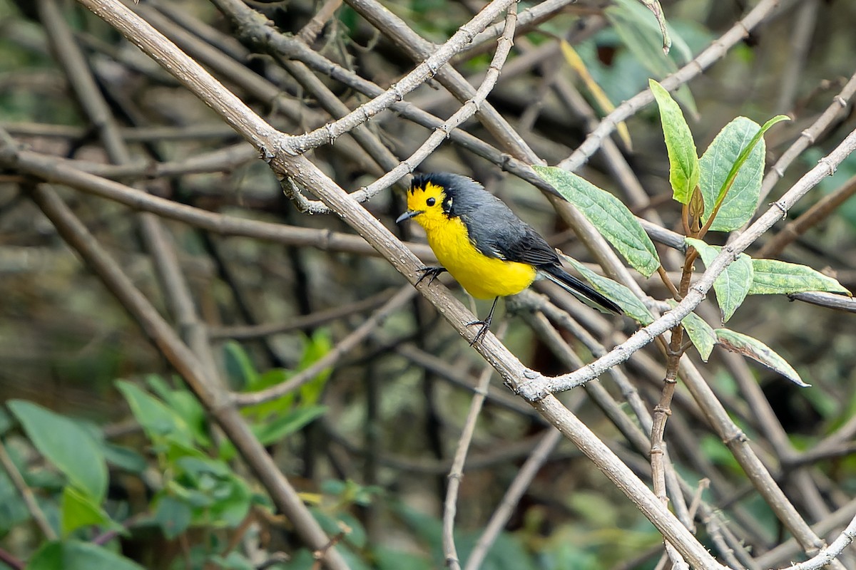 Golden-fronted Redstart - Daniel López-Velasco | Ornis Birding Expeditions