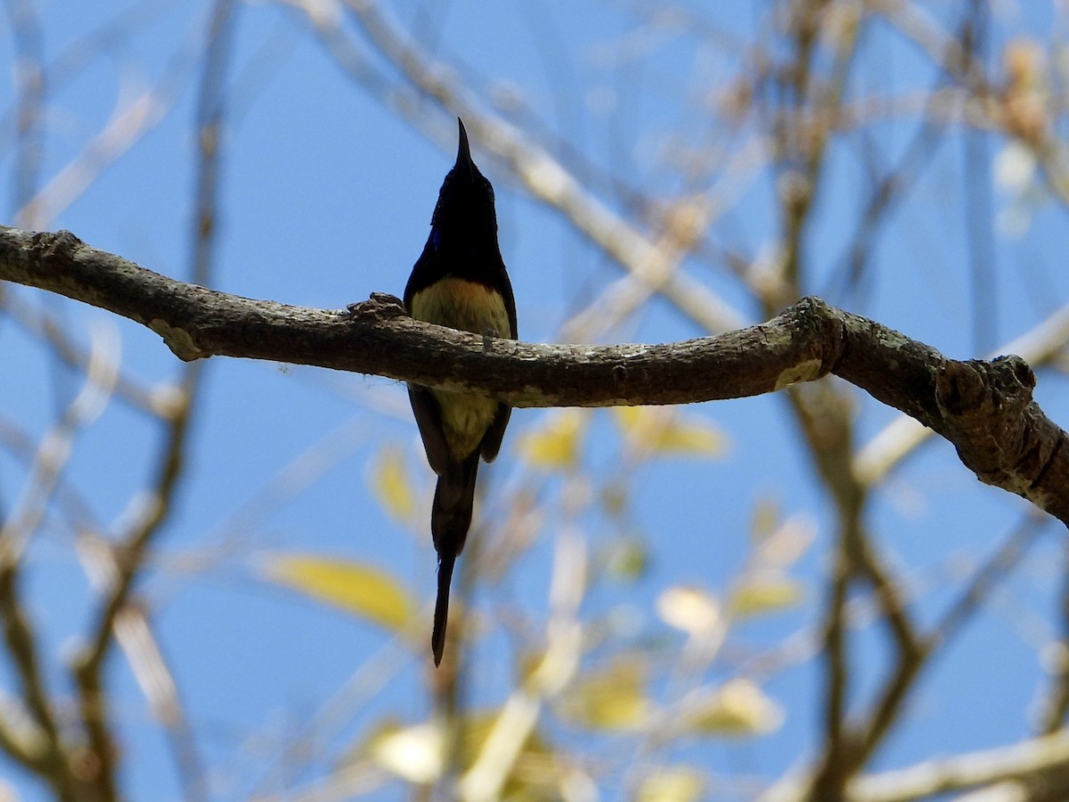 Black-throated Sunbird - ML616547042
