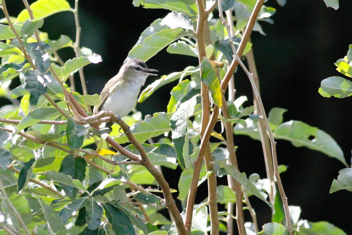 Red-eyed Vireo - Paul Dufour