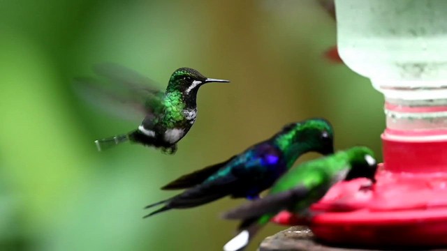 kolibřík trnoocasý - ML616547072