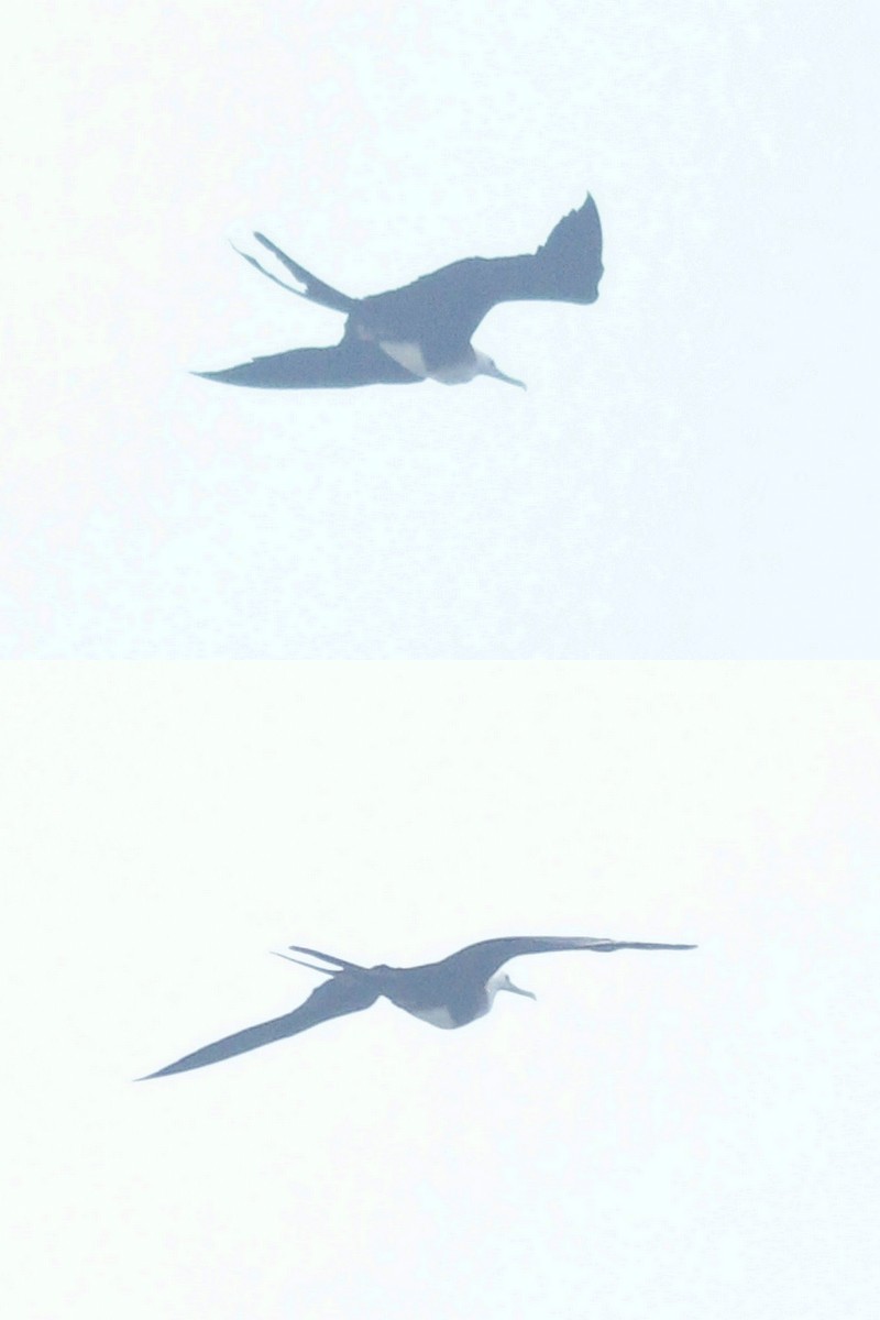 Magnificent Frigatebird - ML616547077