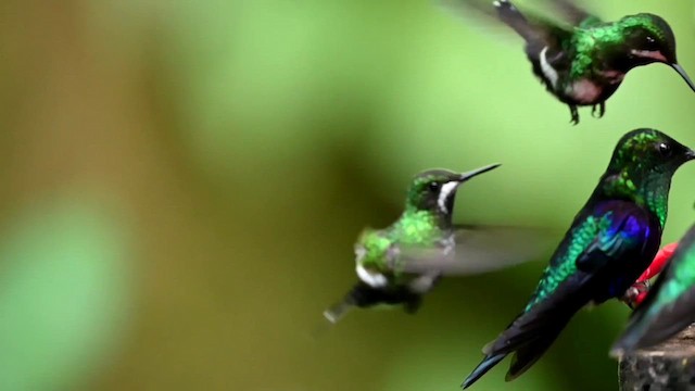 kolibřík trnoocasý - ML616547078
