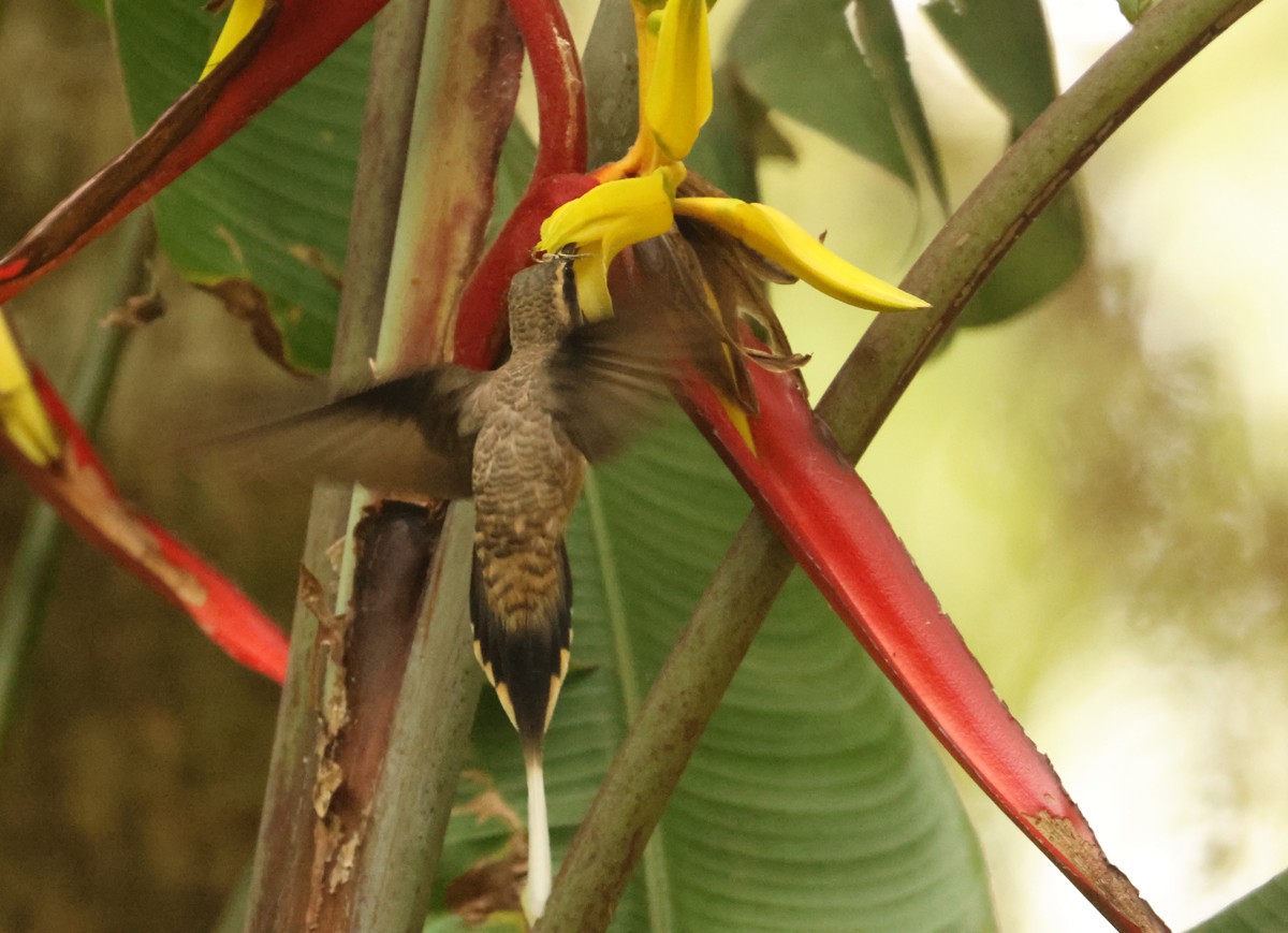 Светлобрюхий колибри-отшельник - ML616547093