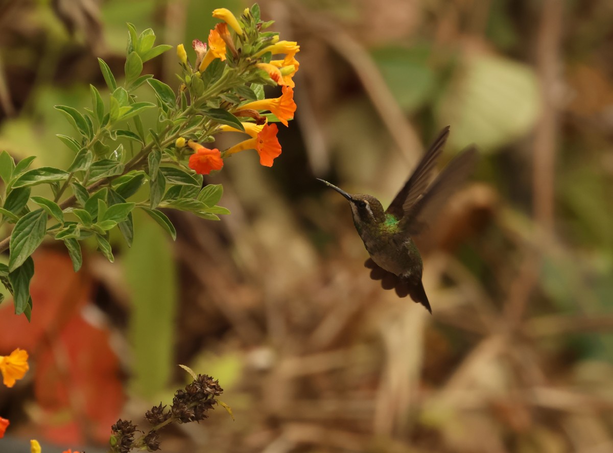 kolibřík magdalenský - ML616547104