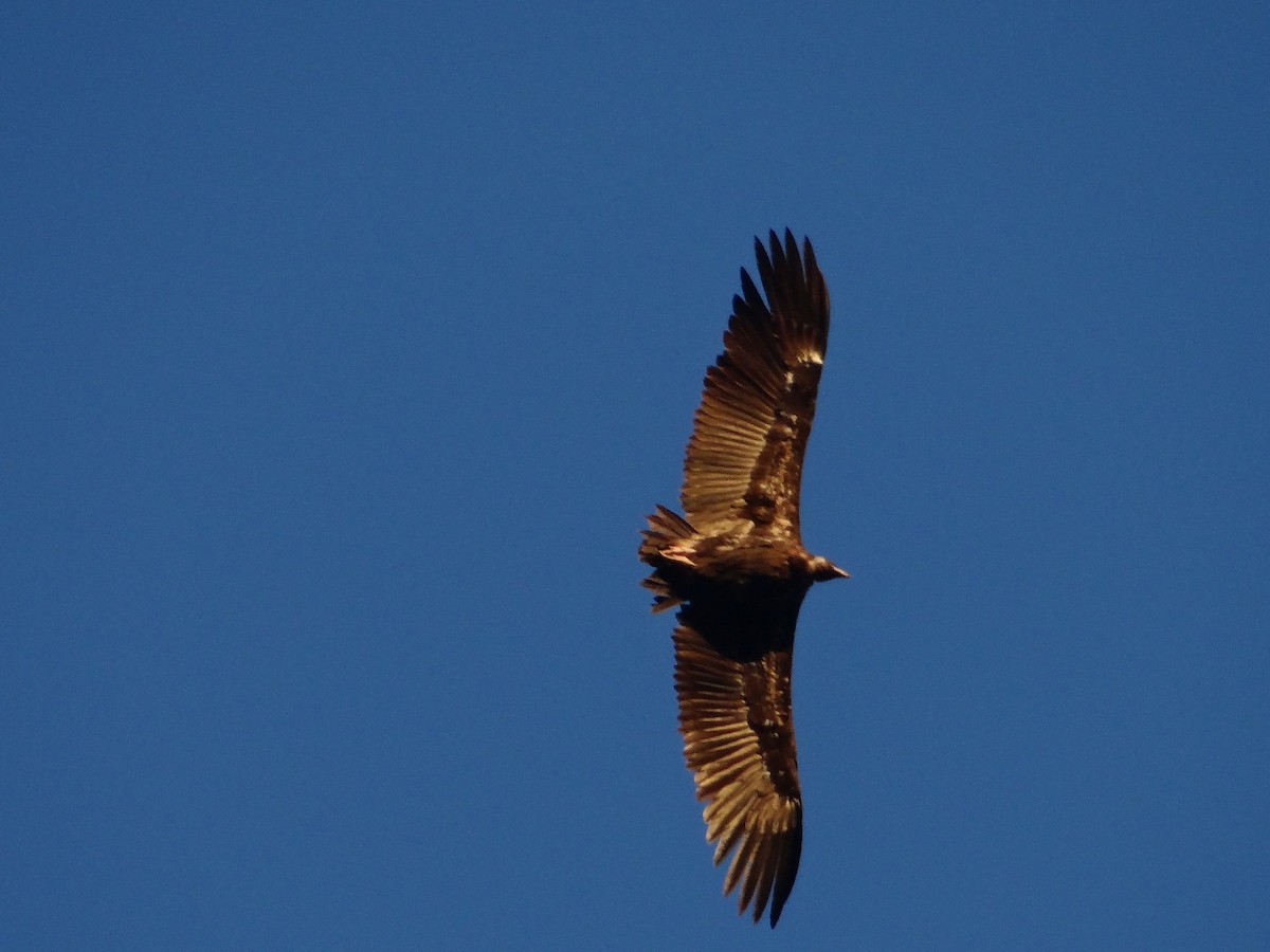 Cinereous Vulture - ML616547109