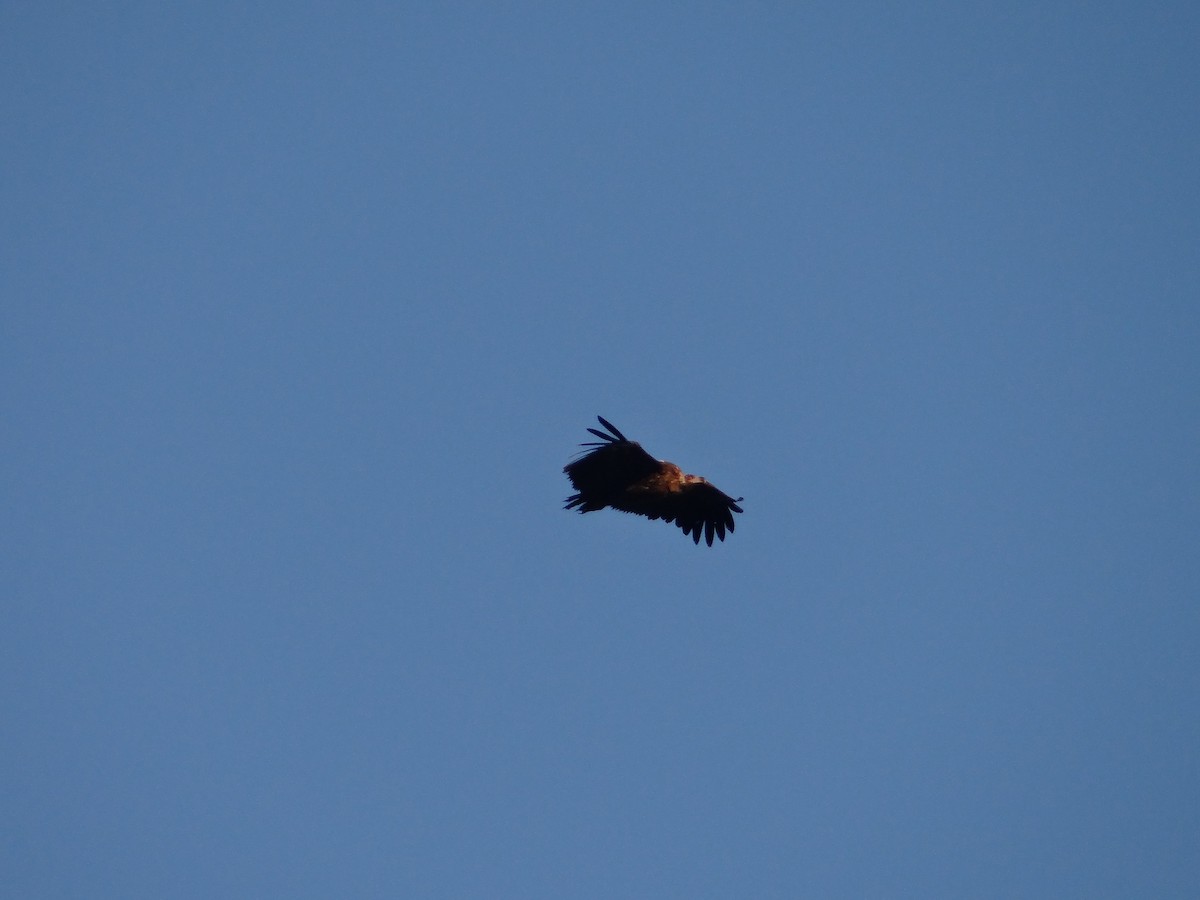 Cinereous Vulture - ML616547118