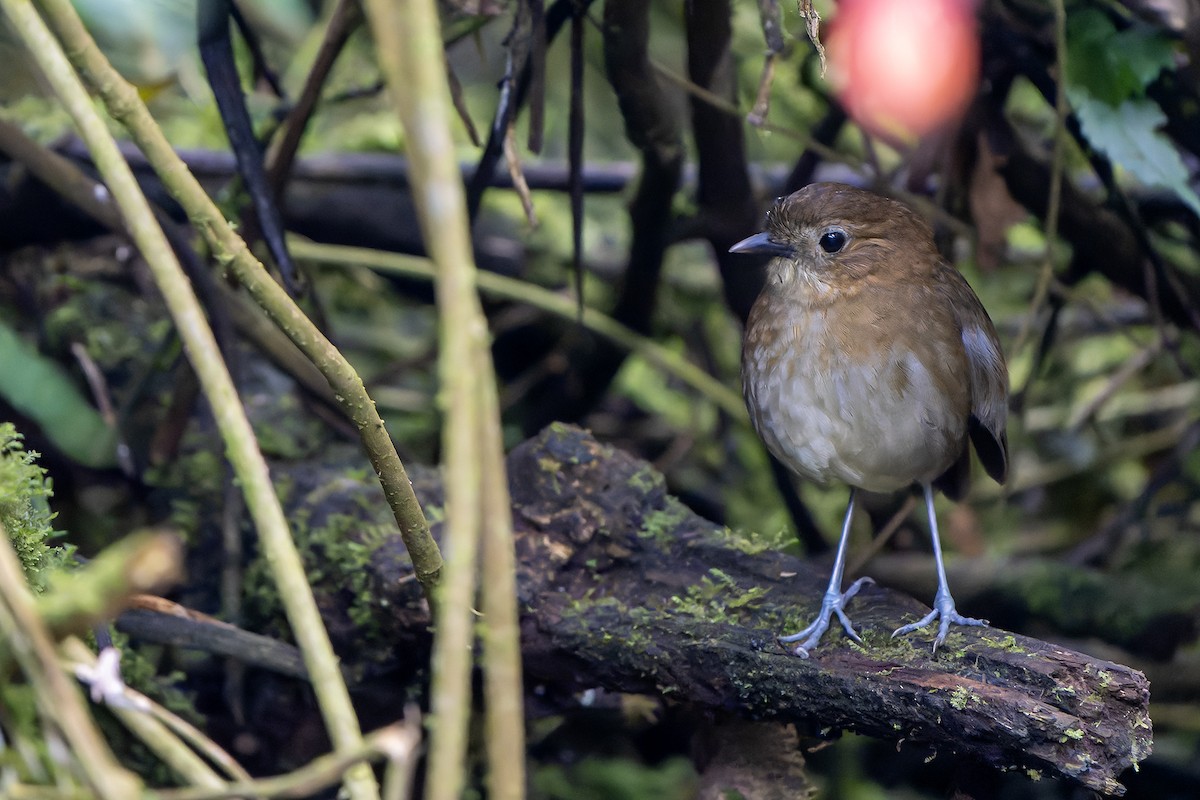 Brown-banded Antpitta - ML616547147