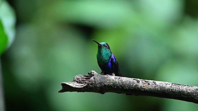 kolibřík vidloocasý [skupina fannyae] - ML616547199