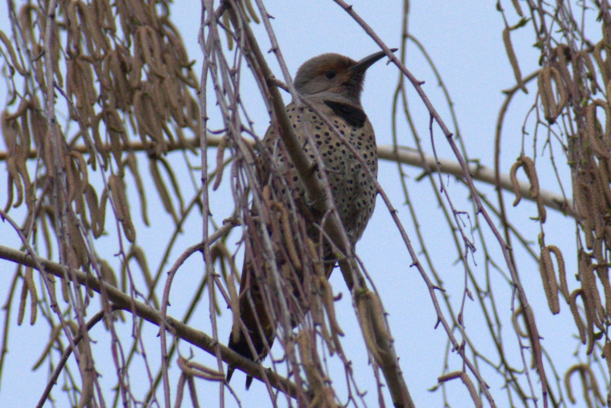 Northern Flicker (Yellow-shafted x Red-shafted) - ML616547284