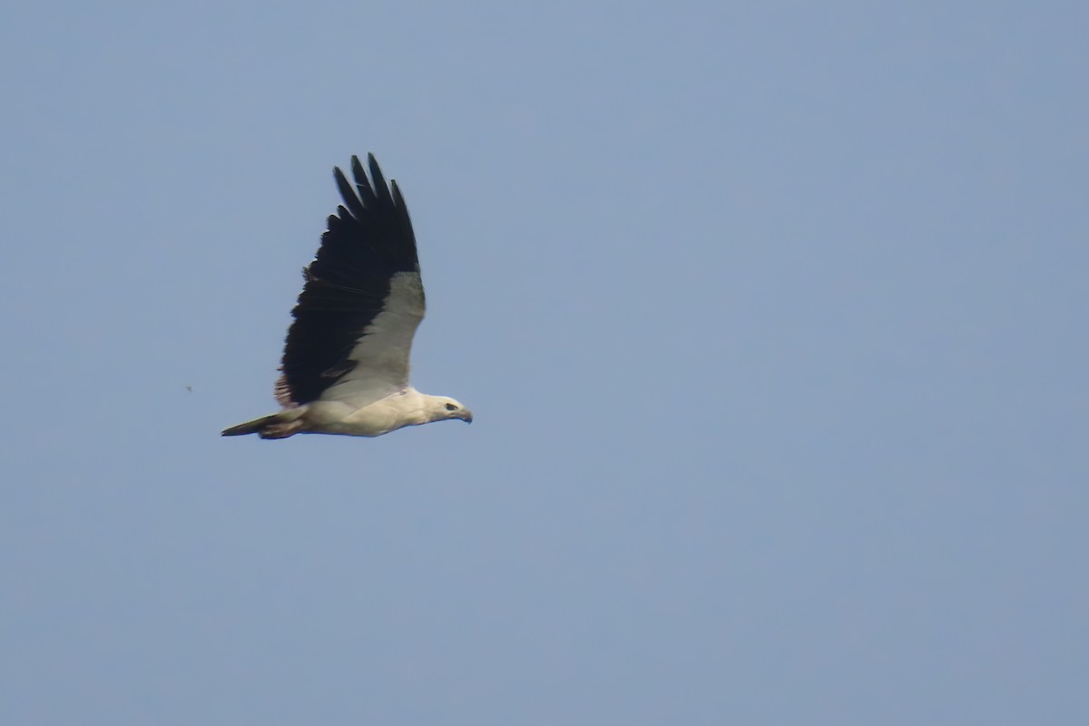 White-bellied Sea-Eagle - Sabarish B