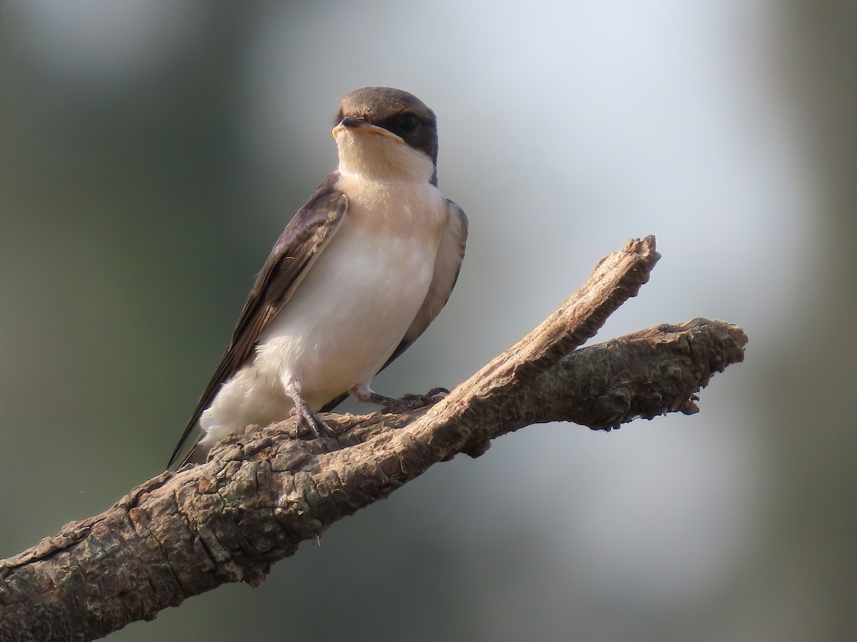 Wire-tailed Swallow - Sabarish B