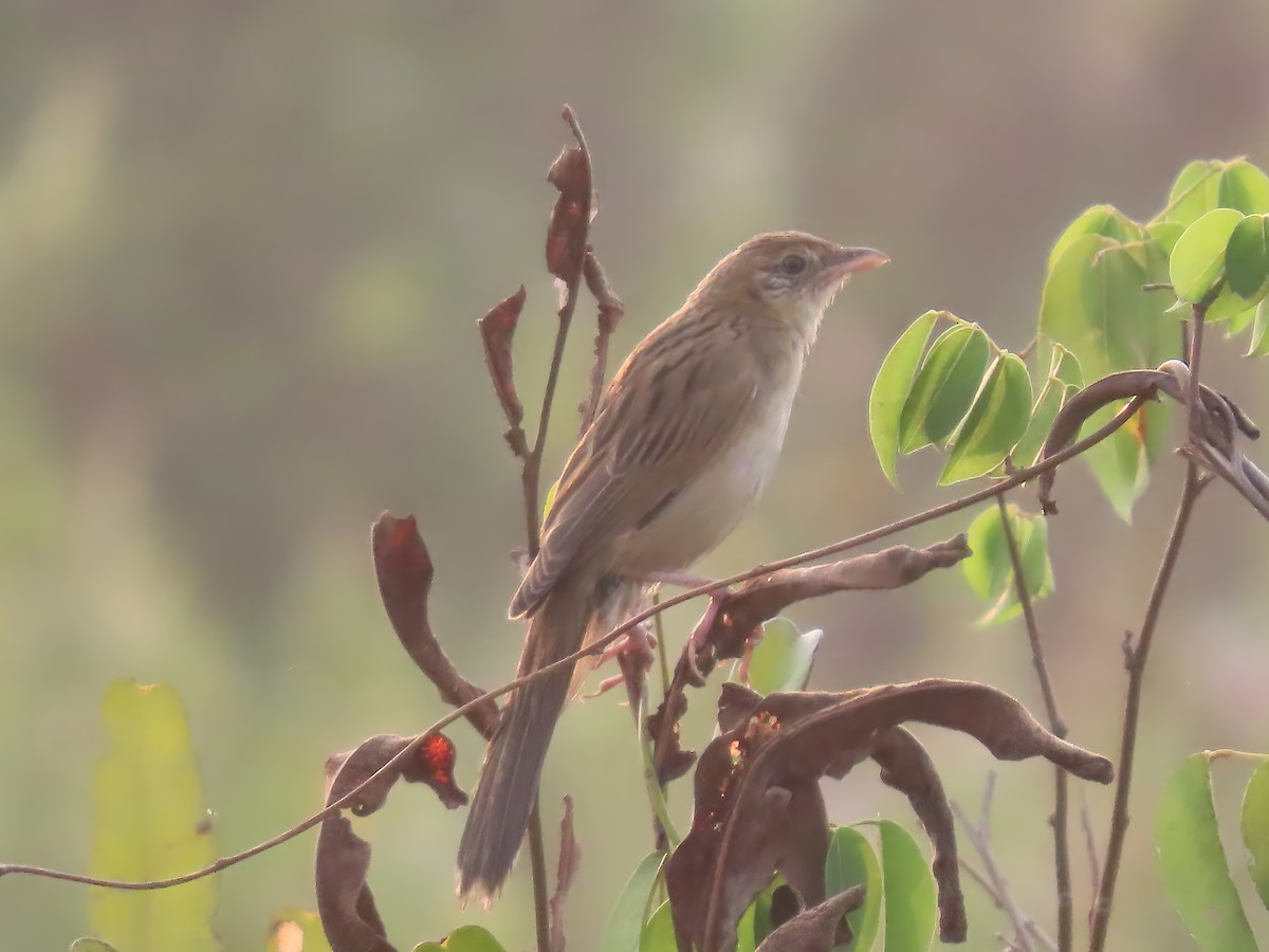 Bristled Grassbird - Sabarish B