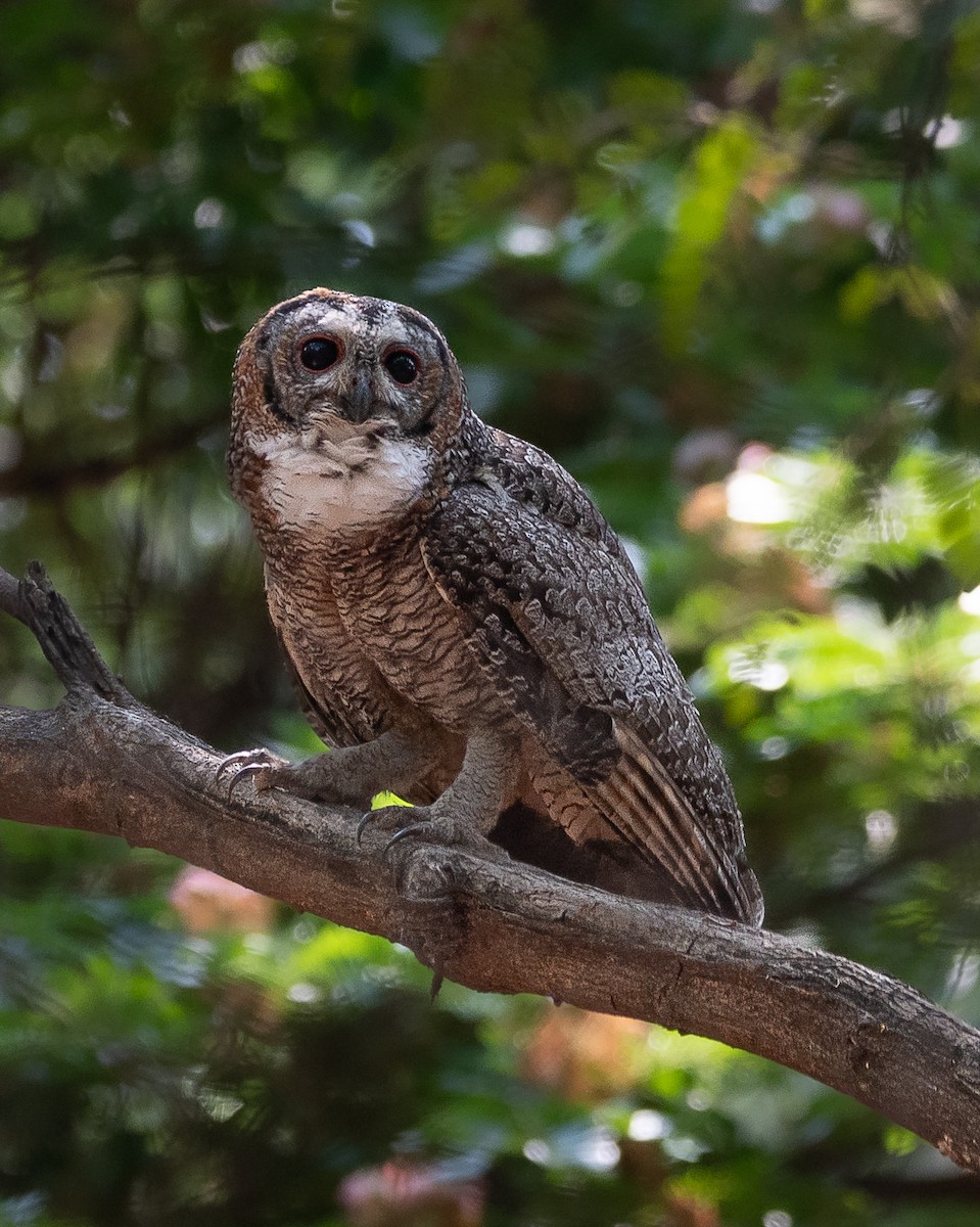 Mottled Wood-Owl - Srinivas Mallela