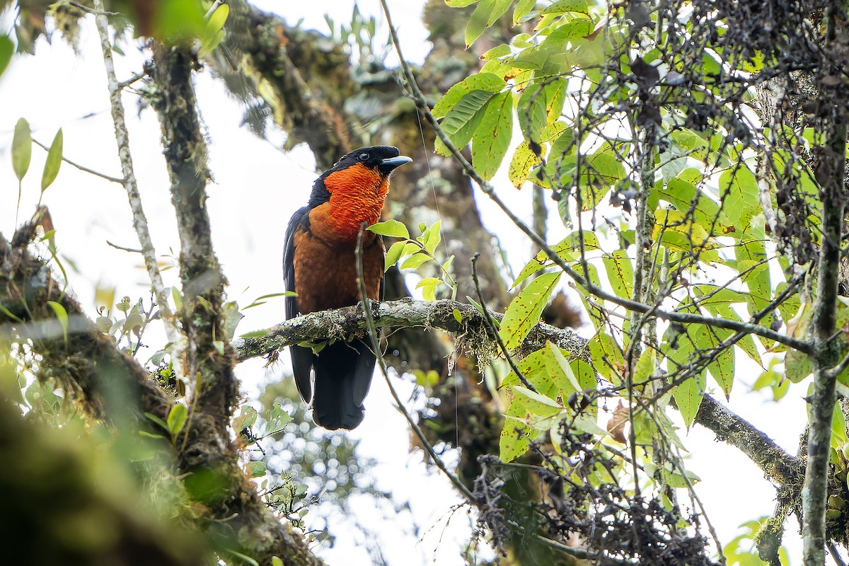 Red-ruffed Fruitcrow - Daniel López-Velasco | Ornis Birding Expeditions