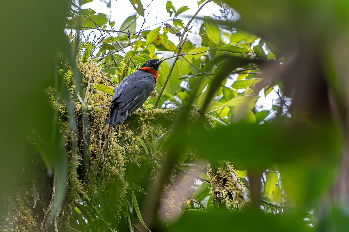 Red-ruffed Fruitcrow - Daniel López-Velasco | Ornis Birding Expeditions
