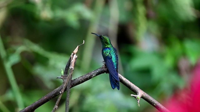 kolibřík nymfový - ML616547509