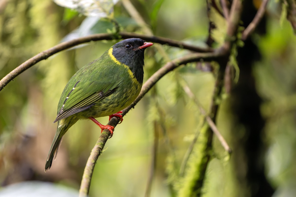 Green-and-black Fruiteater (Green-and-black) - Daniel López-Velasco | Ornis Birding Expeditions