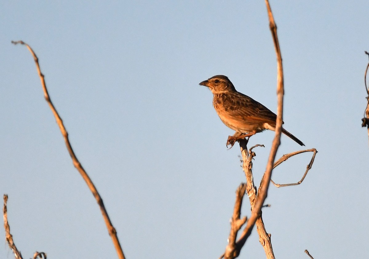 Singing Bushlark (Australasian) - ML616547566
