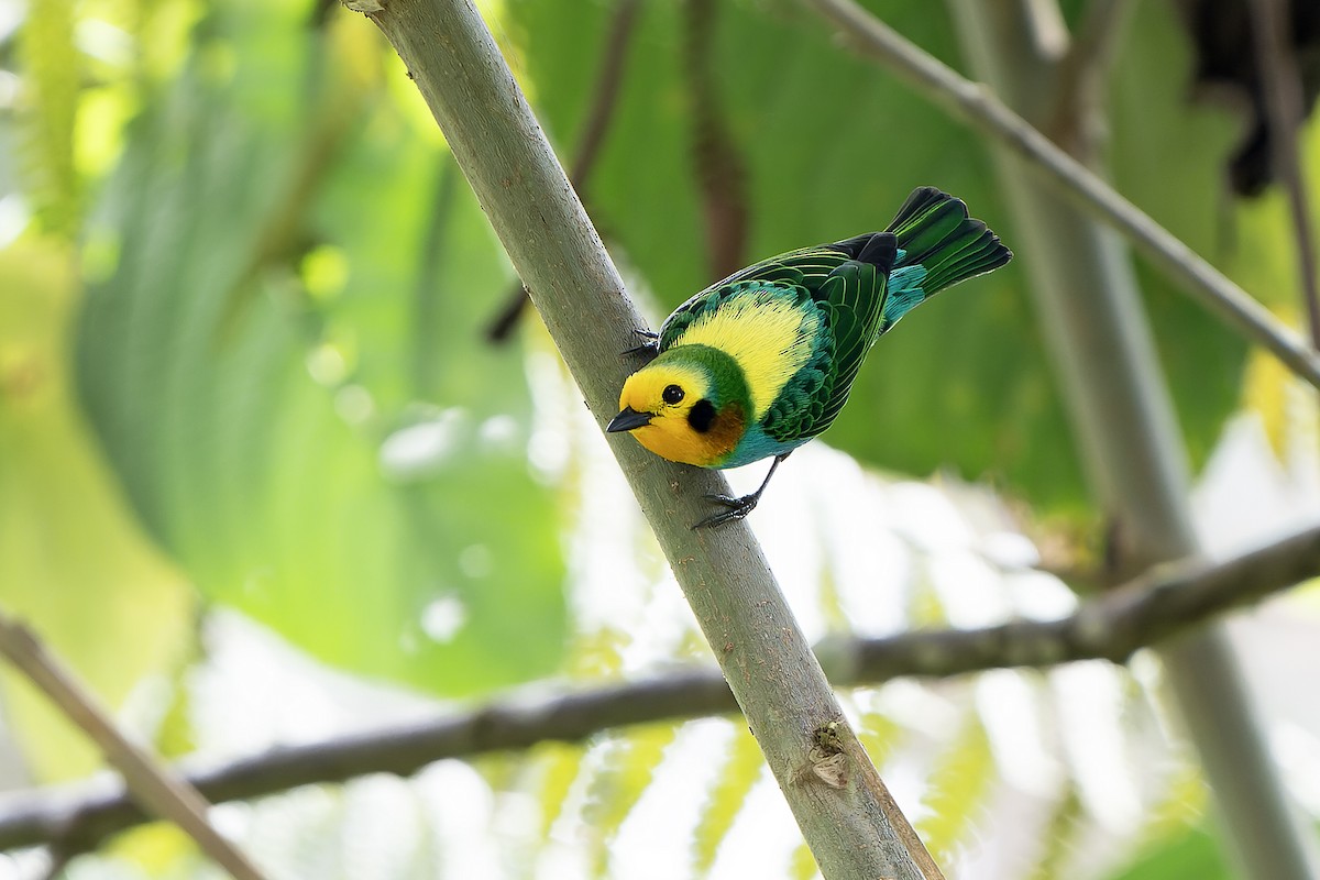 Multicolored Tanager - ML616547655