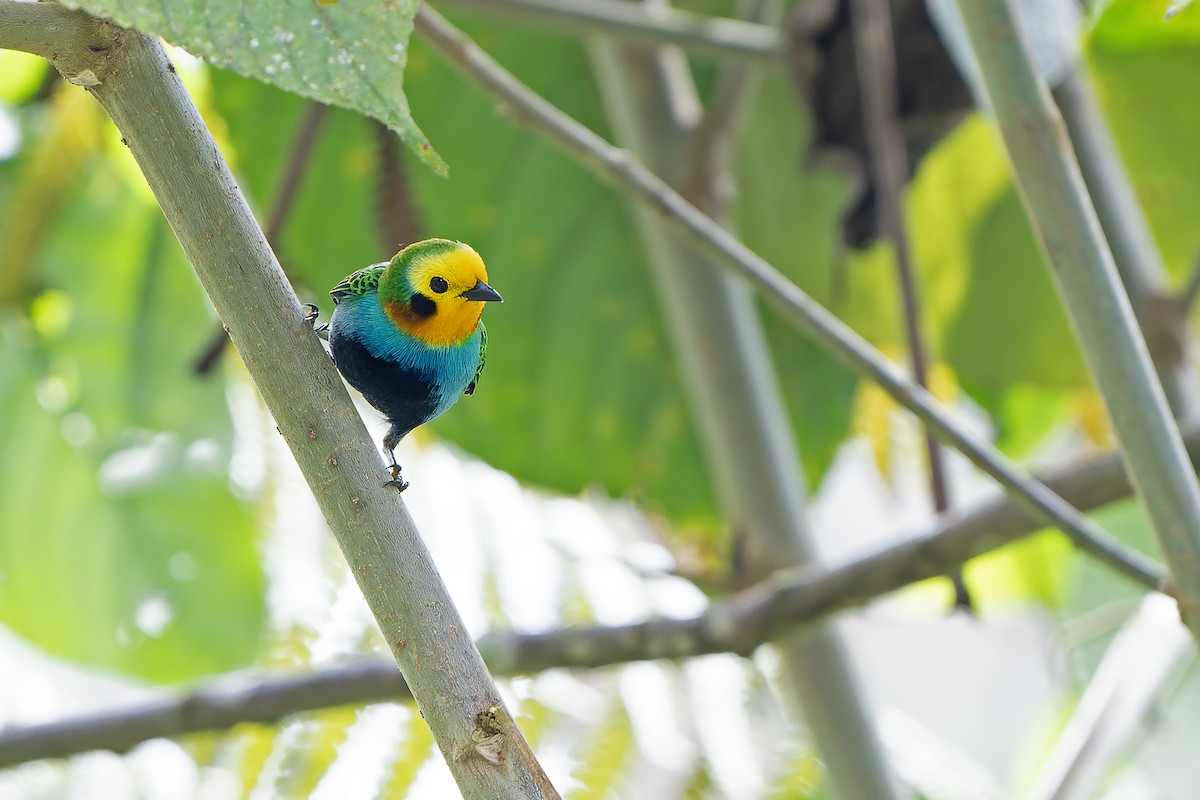 Multicolored Tanager - ML616547656