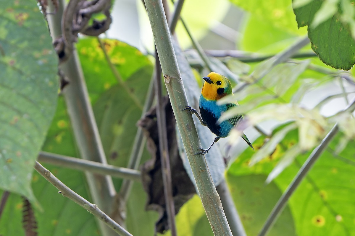 Multicolored Tanager - ML616547657