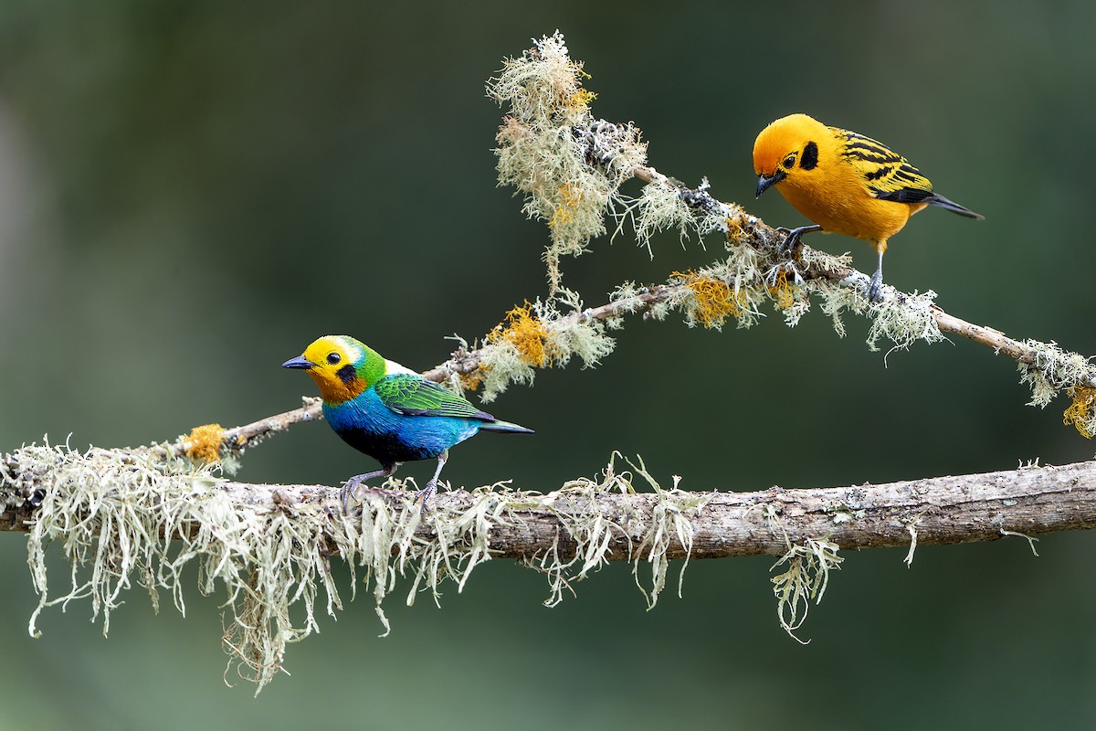 Multicolored Tanager - Daniel López-Velasco | Ornis Birding Expeditions