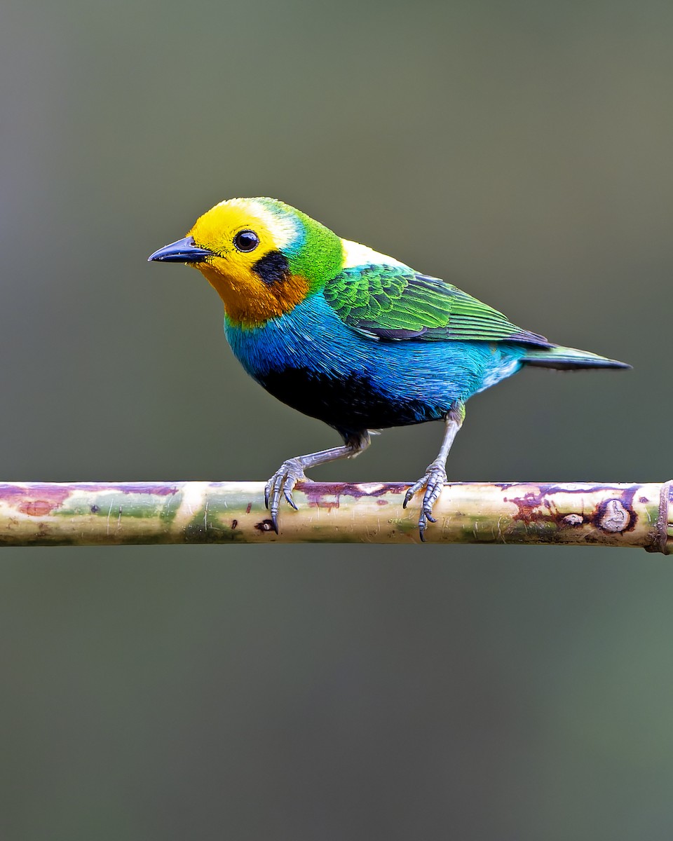 Multicolored Tanager - Daniel López-Velasco | Ornis Birding Expeditions