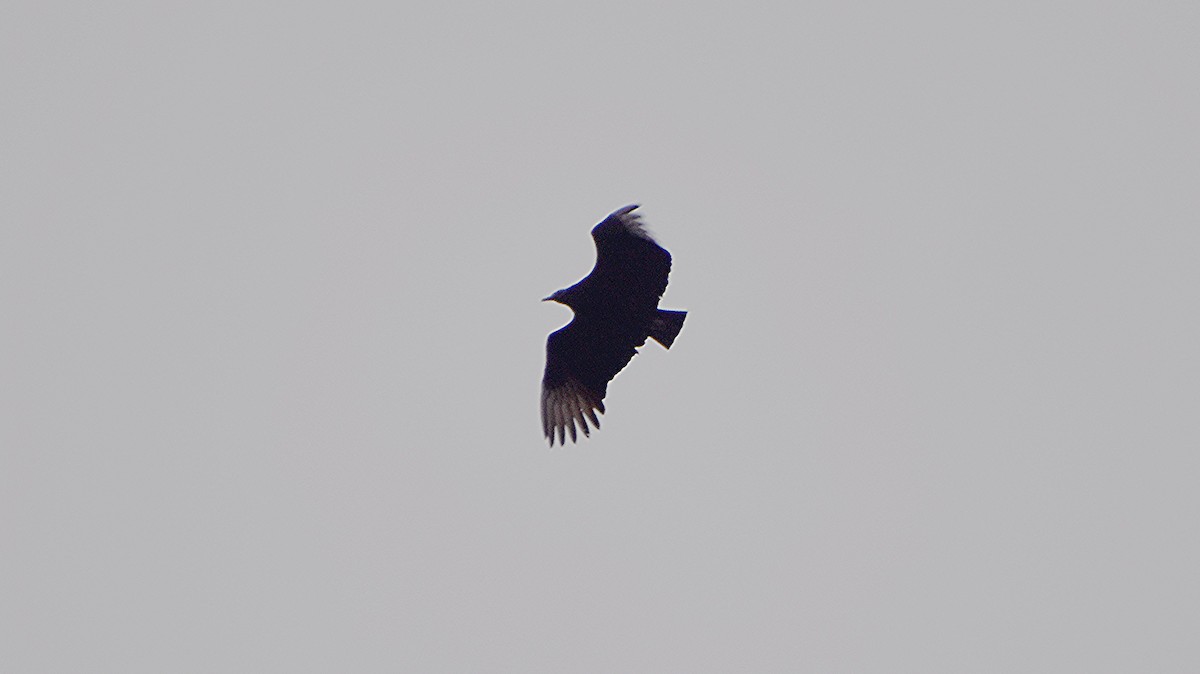 Black Vulture - ML616547683