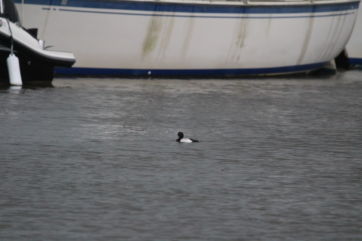 Greater Scaup - ML616547749
