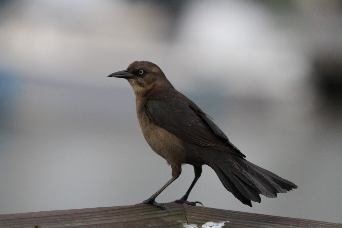 Boat-tailed Grackle - ML616547784