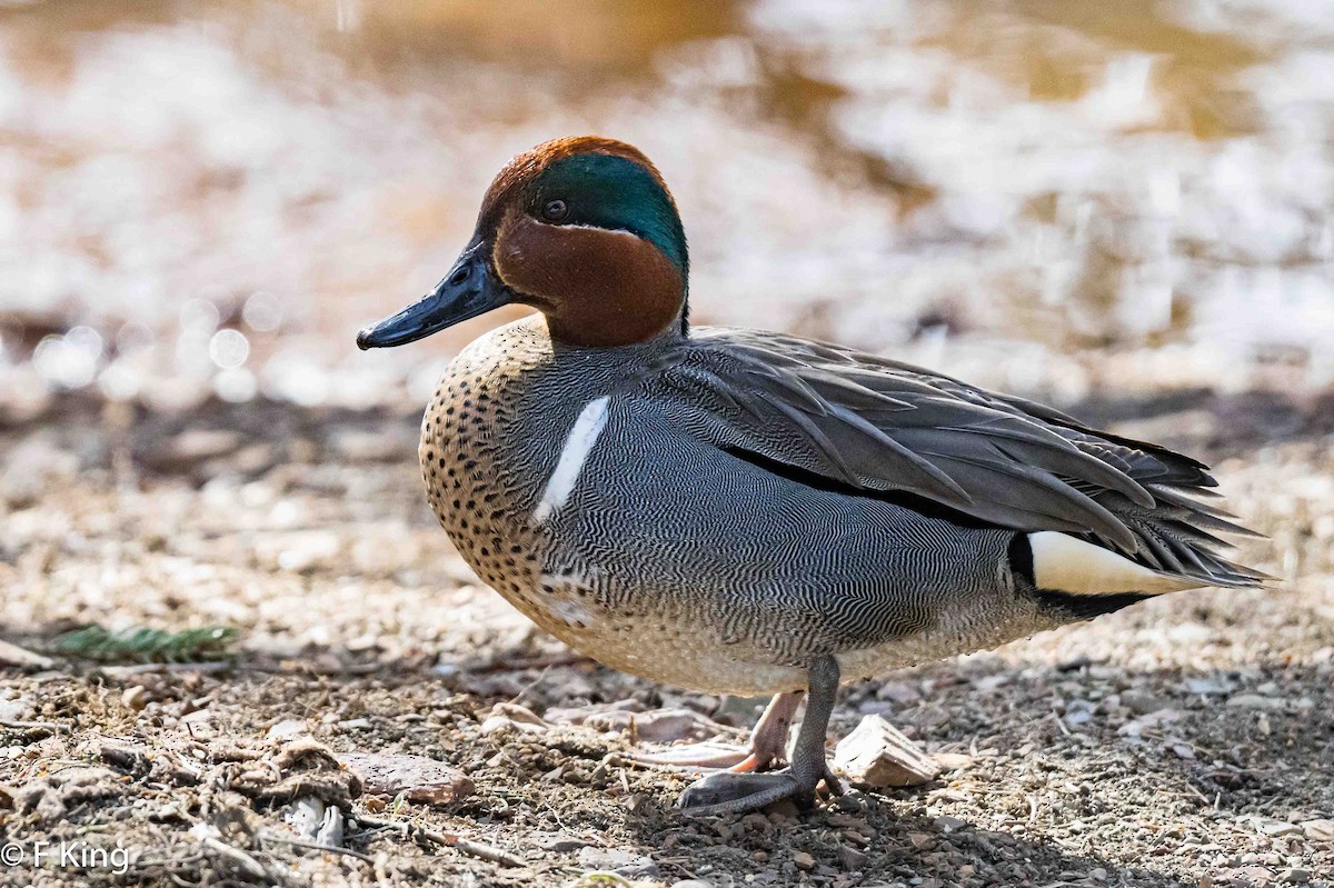 Green-winged Teal - ML616547789