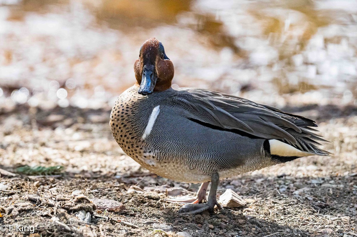 Green-winged Teal - ML616547790
