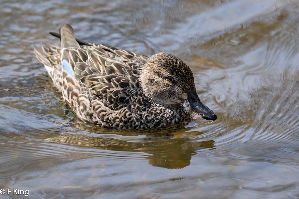 Green-winged Teal - ML616547791
