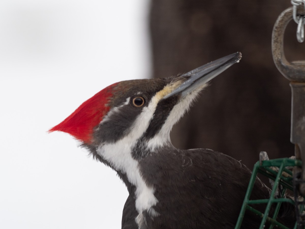 Pileated Woodpecker - Darrell Lawson