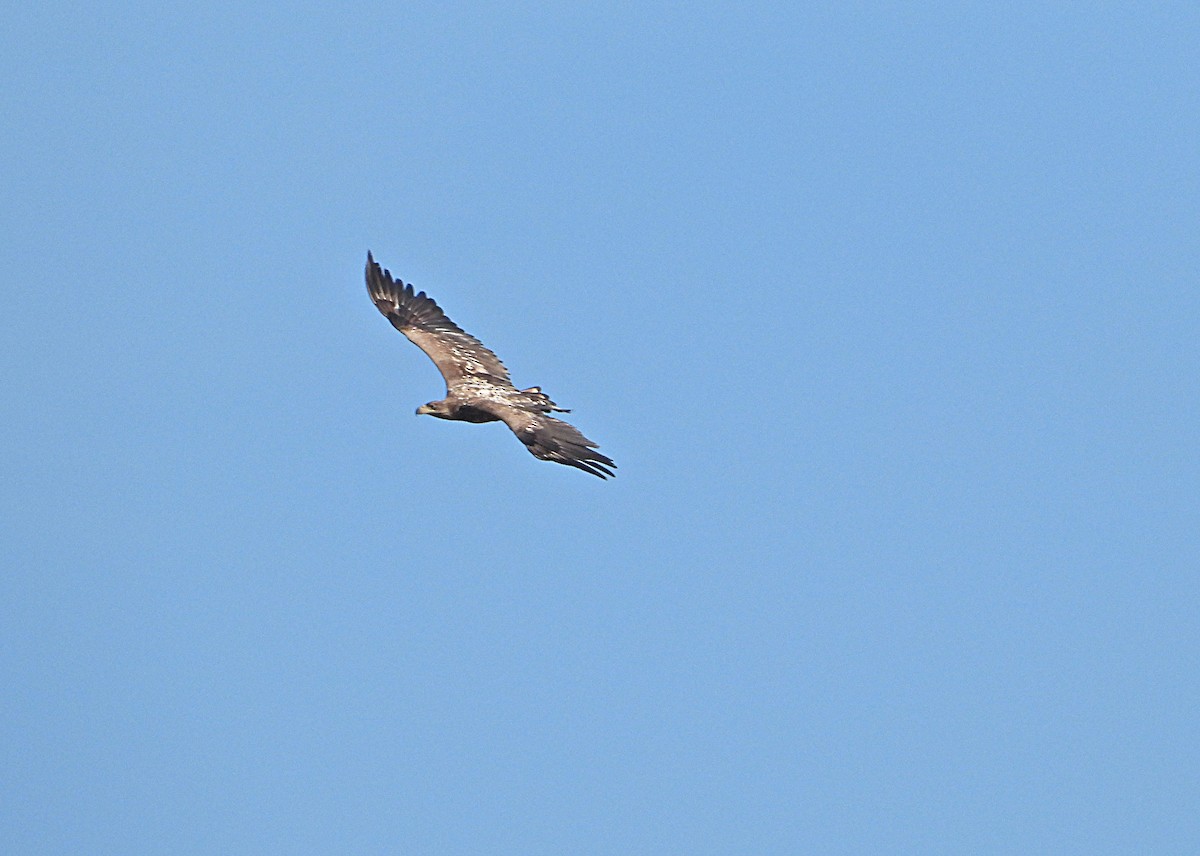 White-tailed Eagle - ML616548022