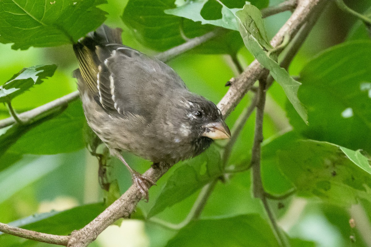 Thick-billed Seedeater - ML616548042