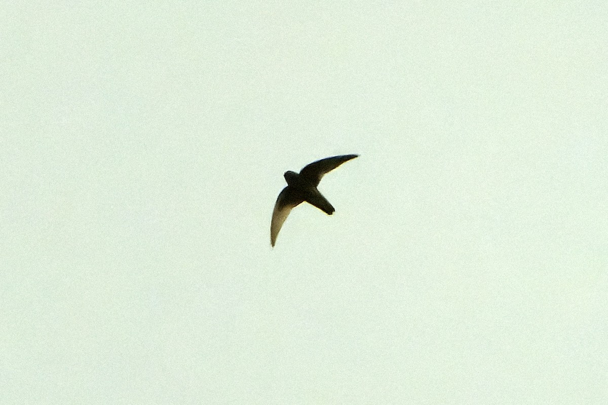 Spot-fronted Swift - ML616548165