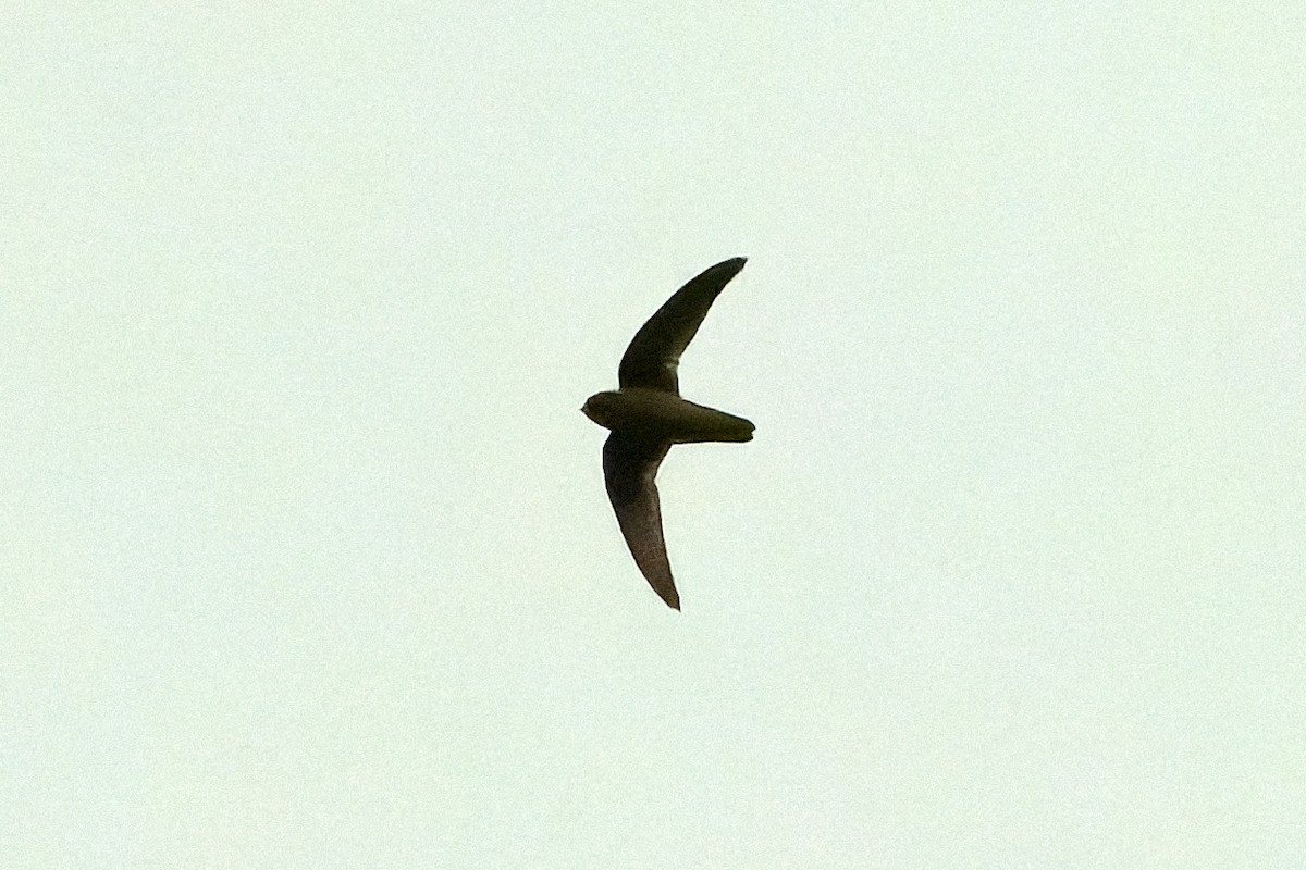Spot-fronted Swift - ML616548166
