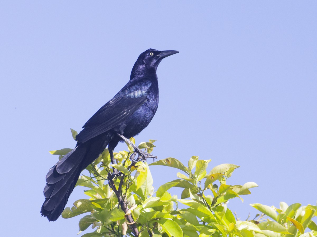 Great-tailed Grackle - ML616548316