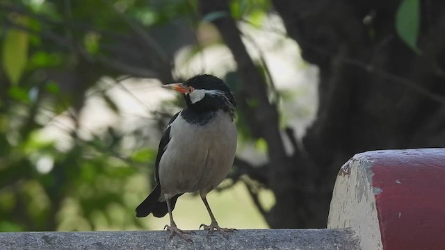 Indian Pied Starling - ML616548448