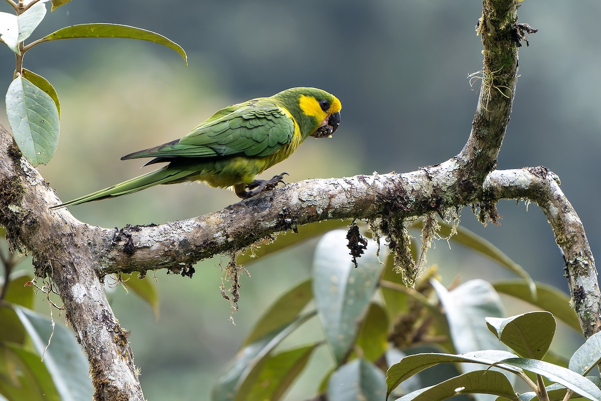 Yellow-eared Parrot - ML616548497