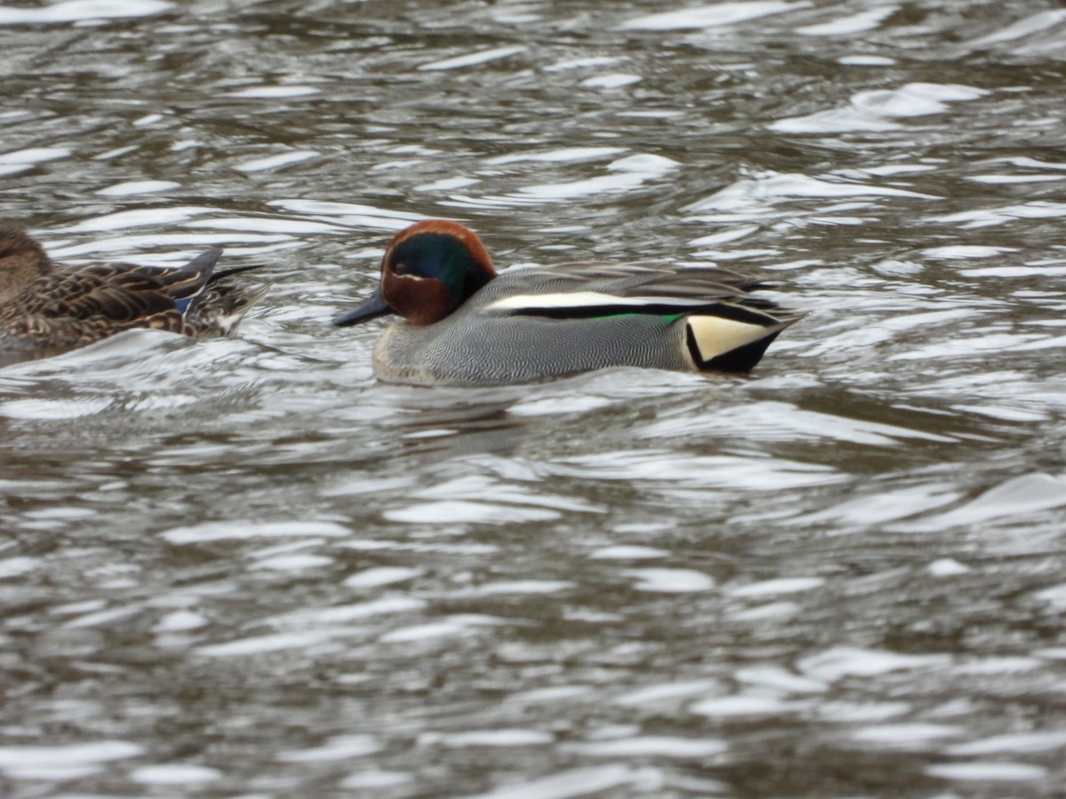 Green-winged Teal - ML616548519