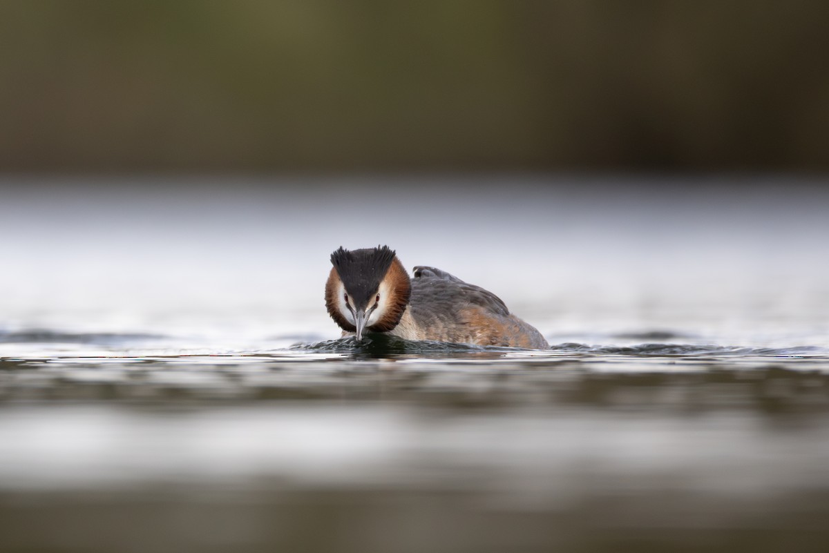Great Crested Grebe - ML616548522