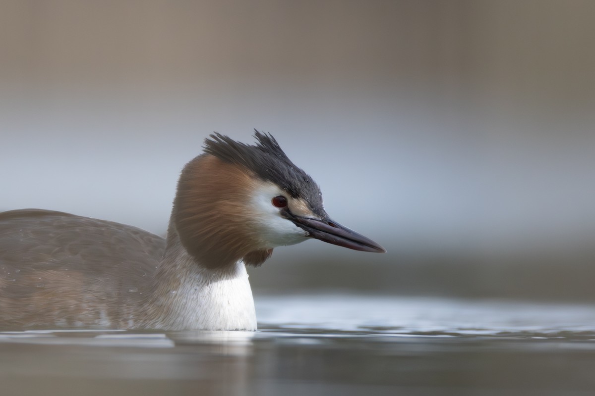 Great Crested Grebe - ML616548525