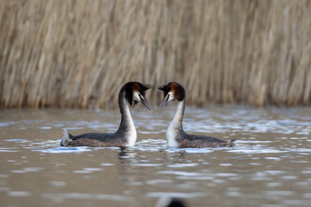 Great Crested Grebe - ML616548526